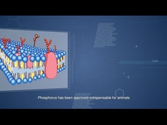 GH di Sunphase che migliora utilizzazione di costo dietetico dell'alimentazione di abbassamento e del fosforo