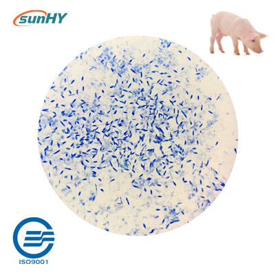 Sunhy Promote Digestion Probiotics For Swine Feed Grade